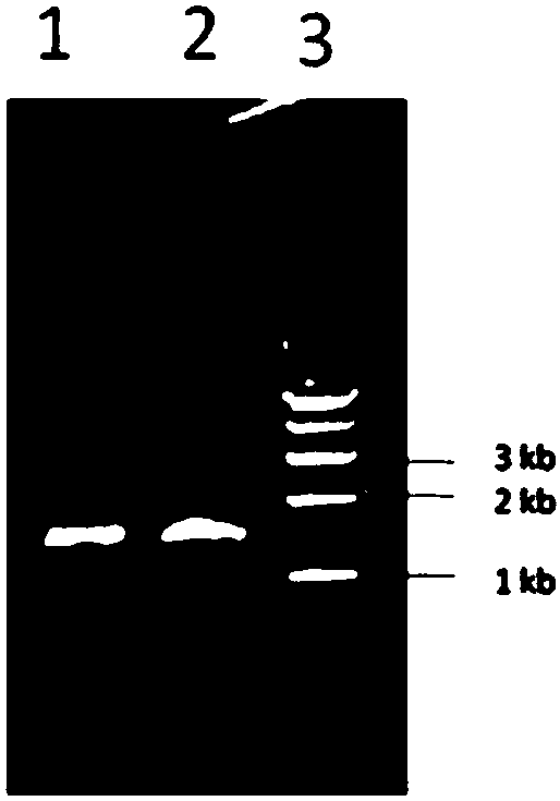 Ammopiptanthus mongolicus guard cell specific expression promoter and application thereof