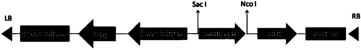 Ammopiptanthus mongolicus guard cell specific expression promoter and application thereof