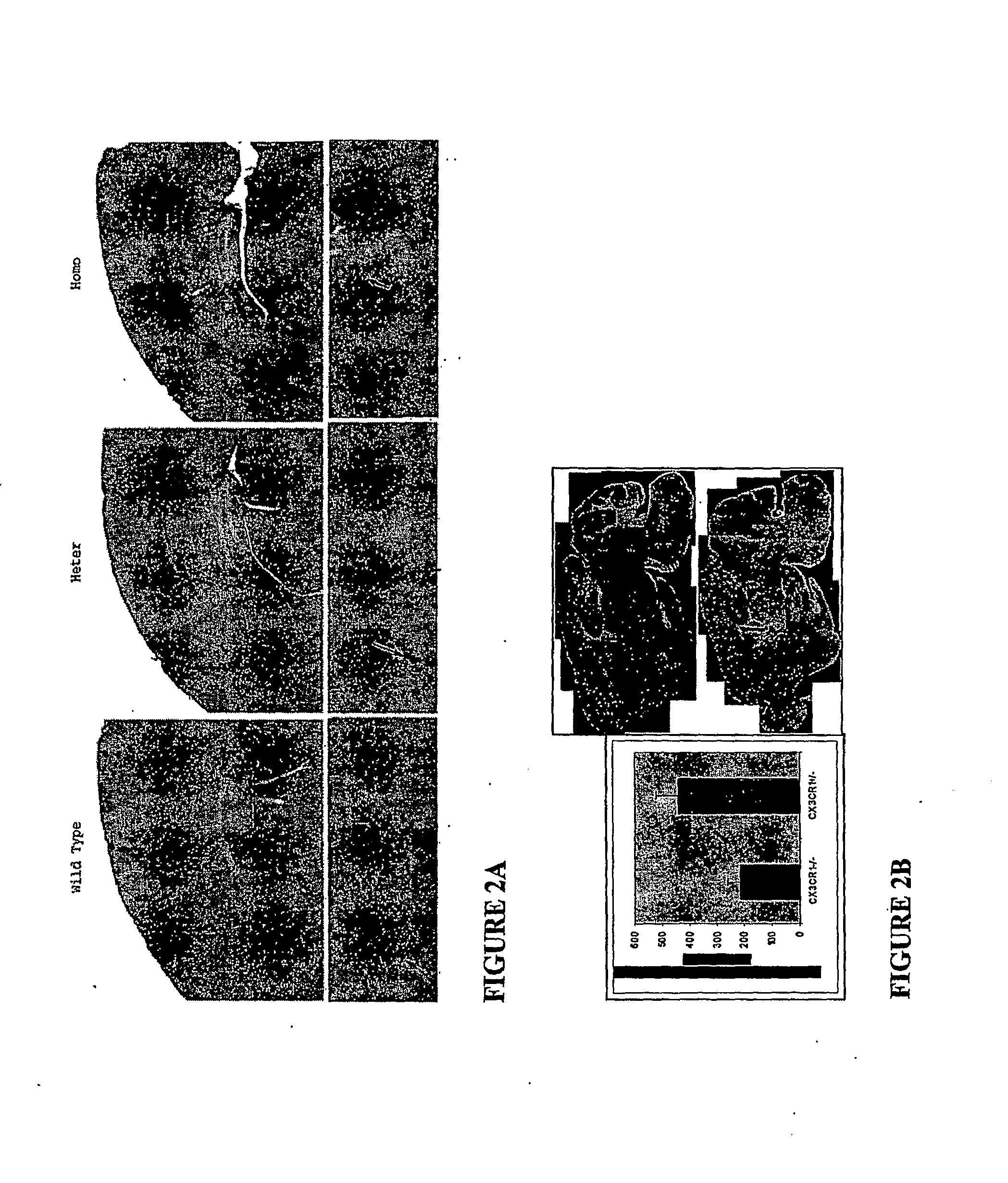 Methods and compositions for regulation of neurological conditions