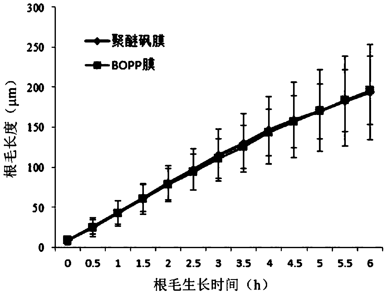 In-situ observation method of root hair of plants