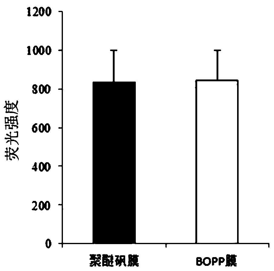 In-situ observation method of root hair of plants