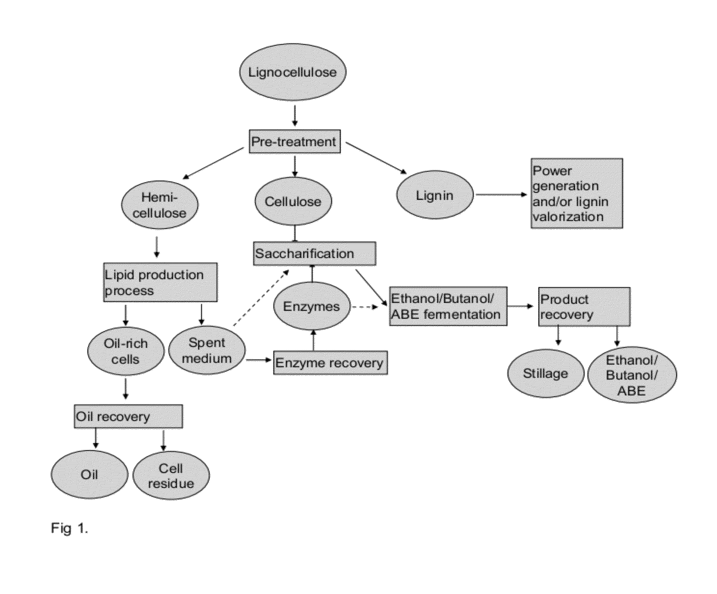 Integrated Process for Producing Biofuels