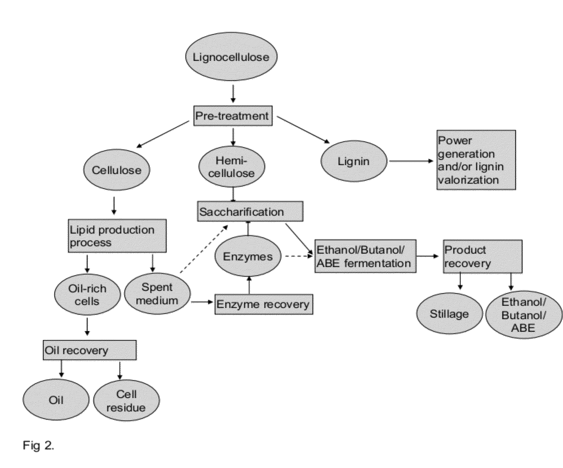 Integrated Process for Producing Biofuels