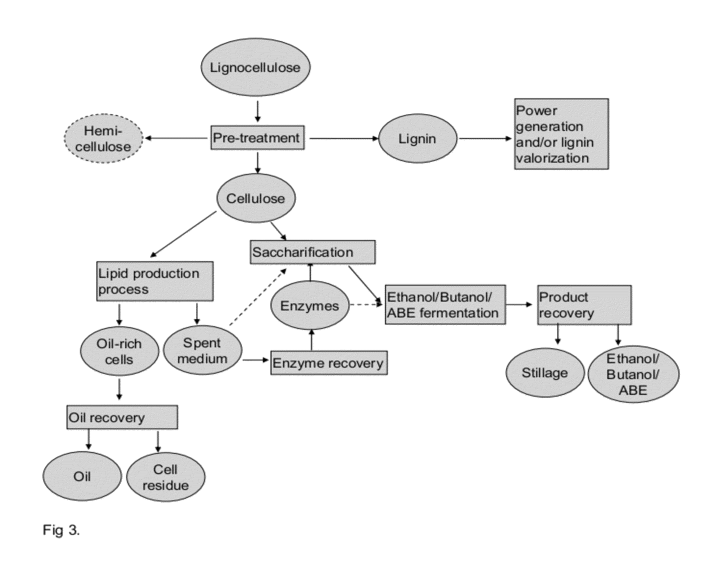 Integrated Process for Producing Biofuels