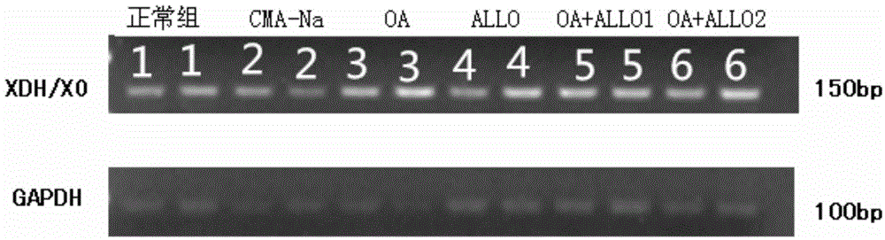 Construction method of tree shrew model with acute hyperuricemia