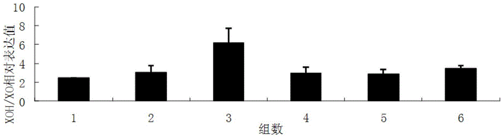 Construction method of tree shrew model with acute hyperuricemia