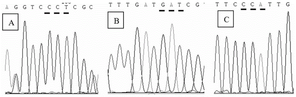 Molecular markers and detection kits related to drug resistance of shepherd's purse