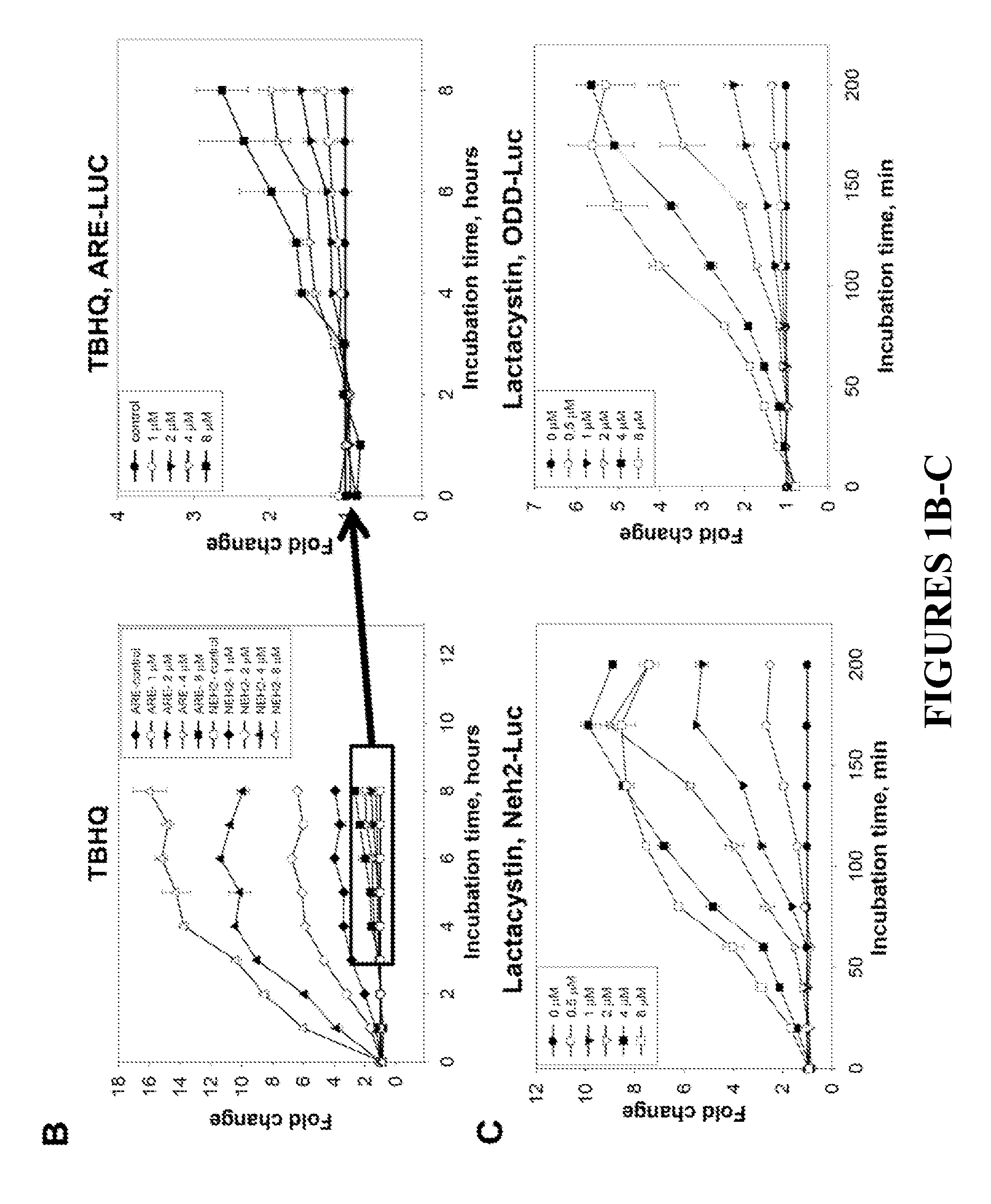 Reporter system for high throughput screening of compounds and uses thereof