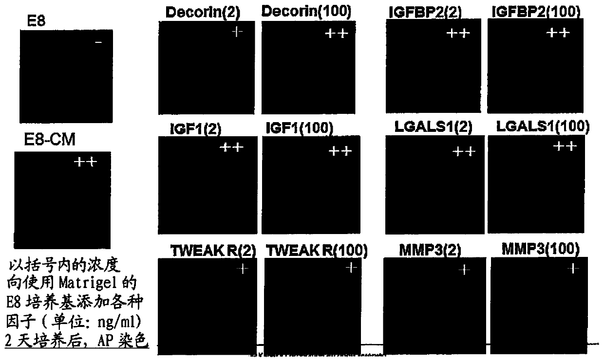 Cell culture medium and culture method using same