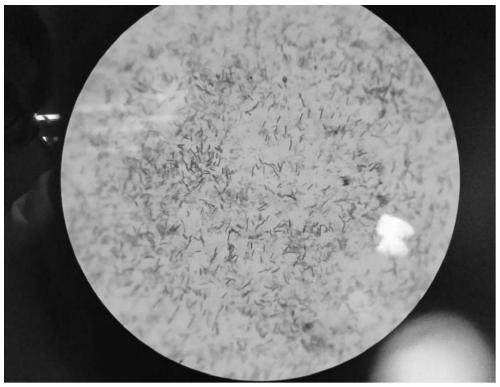 Bacteriostatic peptide-producing paenibacillus polymyxa XW4 and separation, screening and application thereof