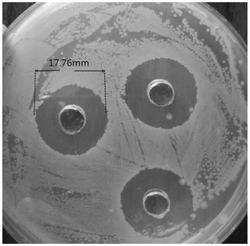 Bacteriostatic peptide-producing paenibacillus polymyxa XW4 and separation, screening and application thereof