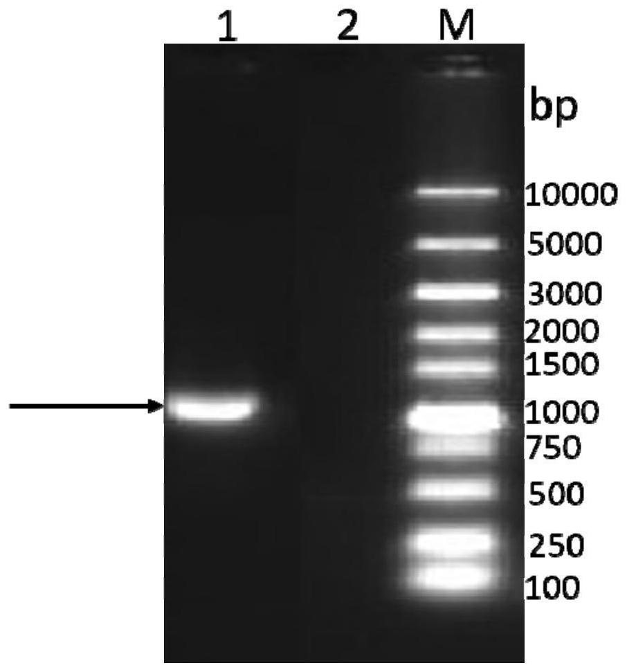 Bovine parainfluenza virus recombinant antigen and application thereof