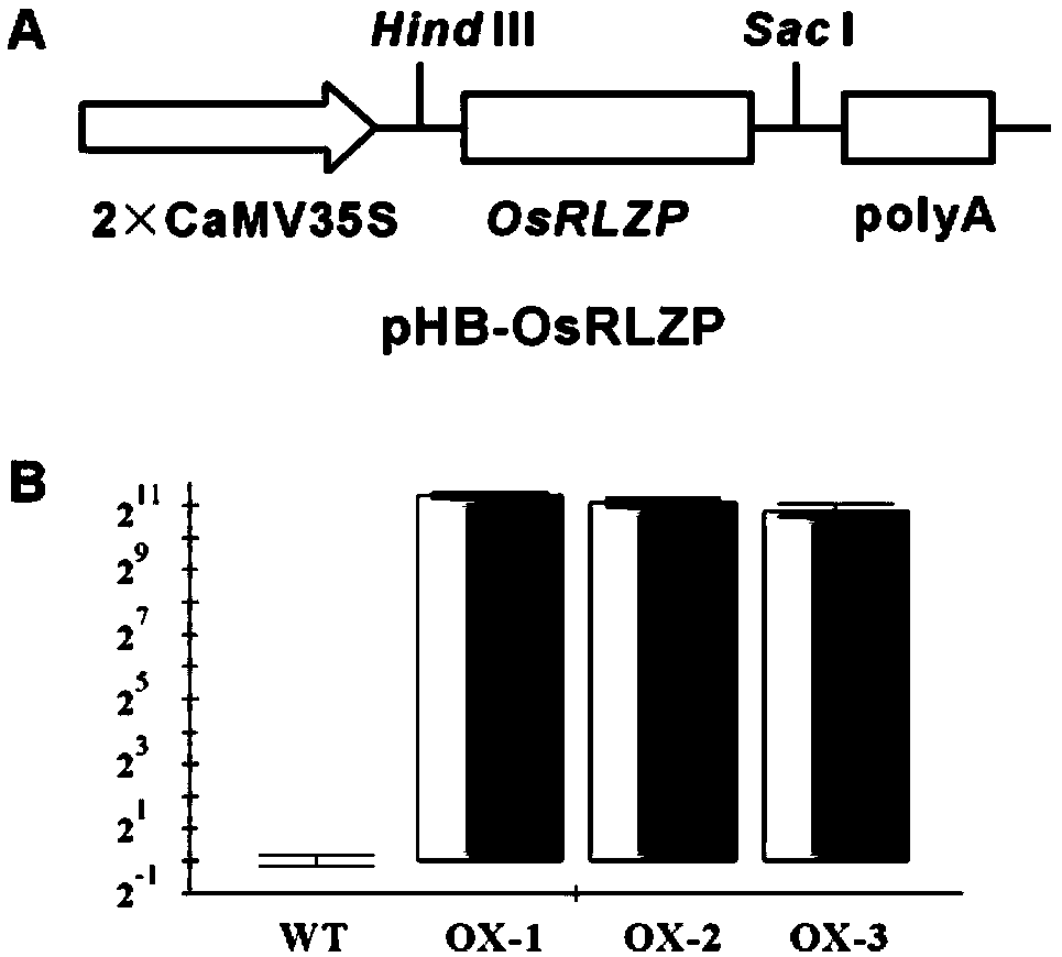 Zinc finger protein gene OsRLZP for regulation and control of paddy rice leaf shape and use thereof