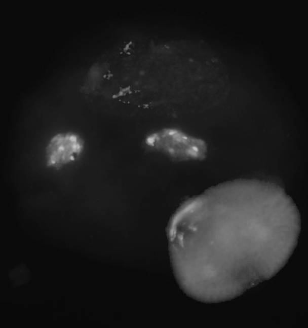 A method for fluorescence in situ hybridization of mature pollen cells of Chinese cabbage