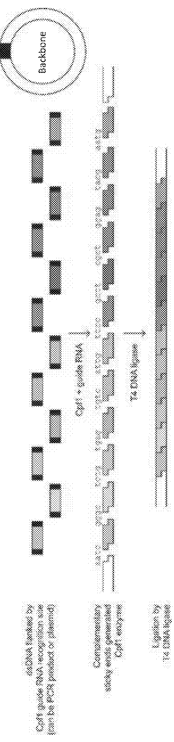 Method for rna-guided endonuclease-based DNA assembly