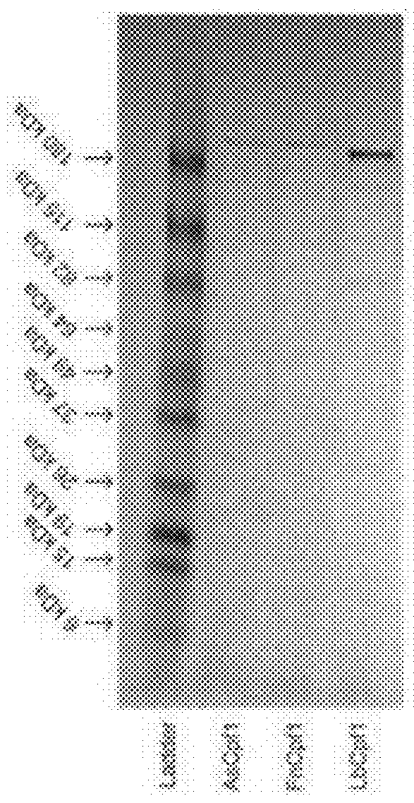 Method for rna-guided endonuclease-based DNA assembly