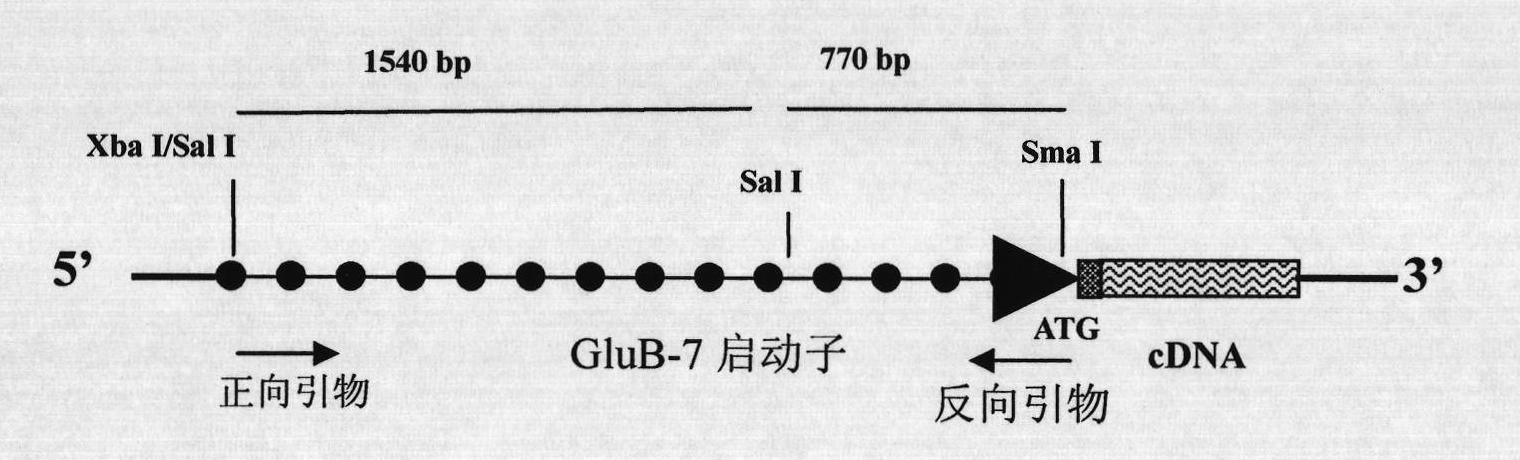 Plant endosperm specific expression promoter and application thereof