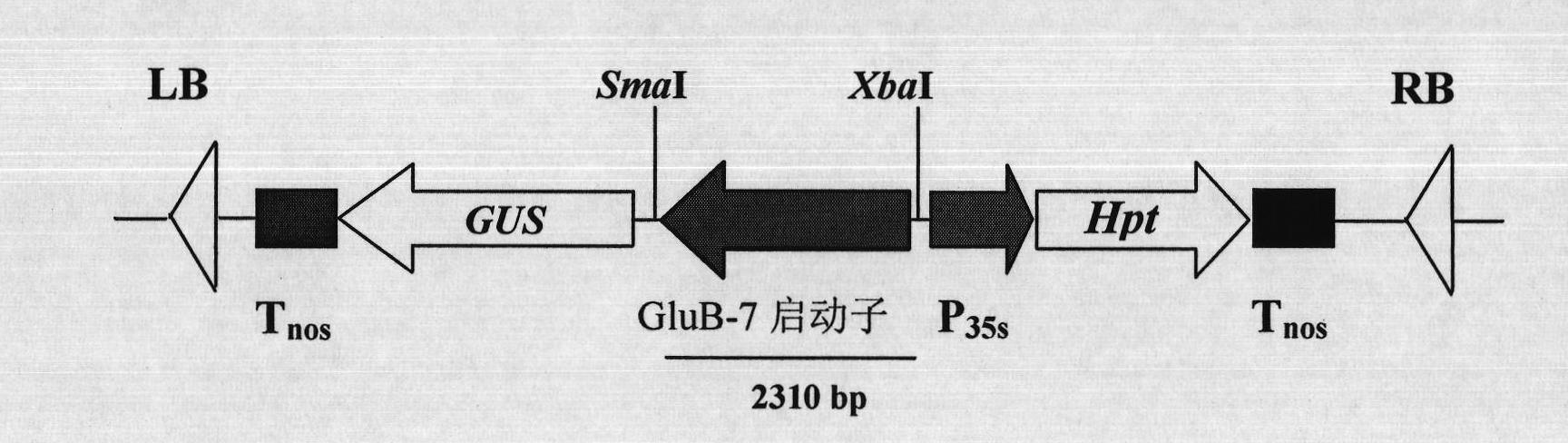 Plant endosperm specific expression promoter and application thereof