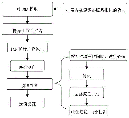 Penicillium expansum nucleotide sequence qualitative standard sample and preparing method thereof