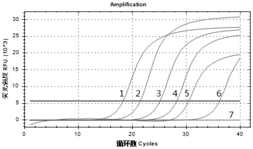 Identification primer, identification method and kit of parrot Borna virus 4