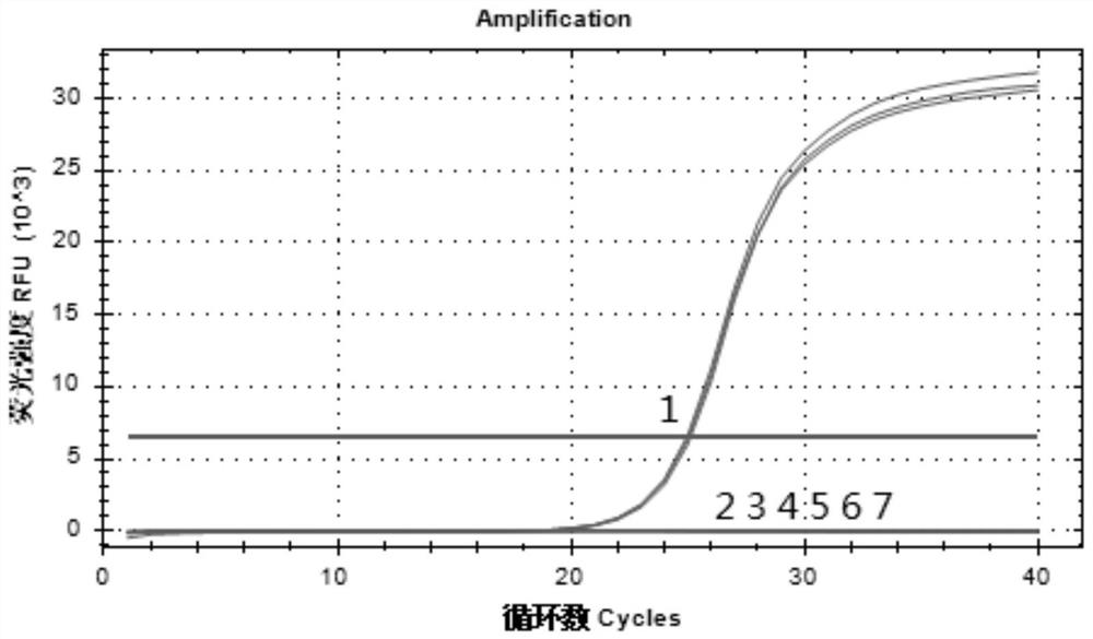 Identification primer, identification method and kit of parrot Borna virus 4