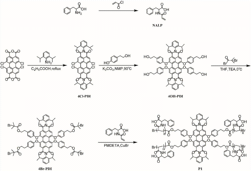 Protein bioluminescence imaging sensor based on perylene bisimide star-shaped polymers