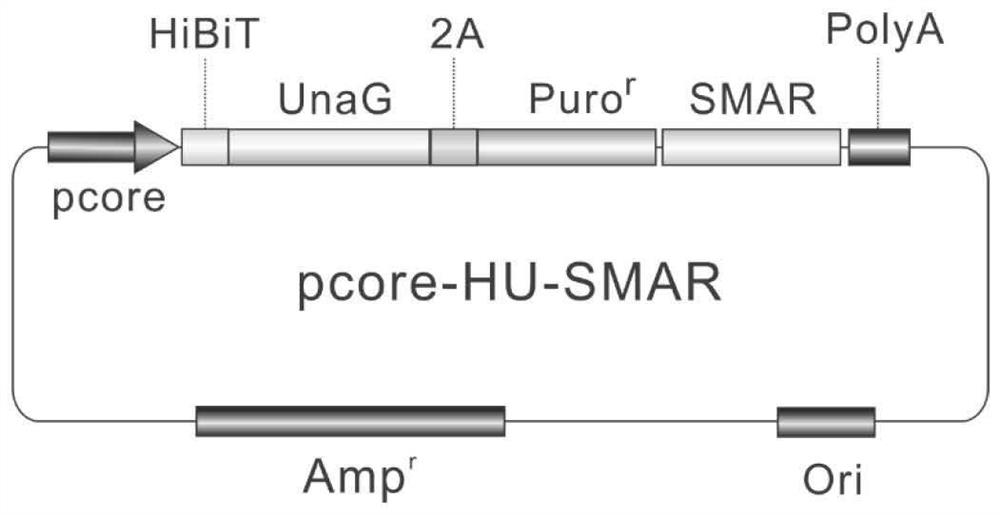 New application of drug screening cell model targeting HBV core promoter, Tricirine and structural analogue