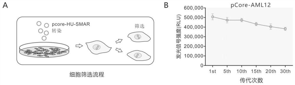 New application of drug screening cell model targeting HBV core promoter, Tricirine and structural analogue