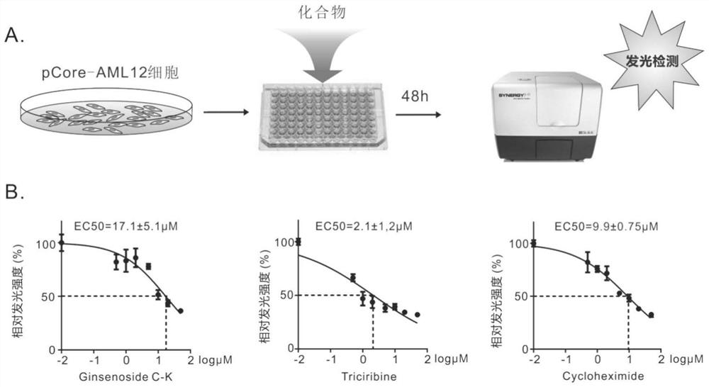 New application of drug screening cell model targeting HBV core promoter, Tricirine and structural analogue