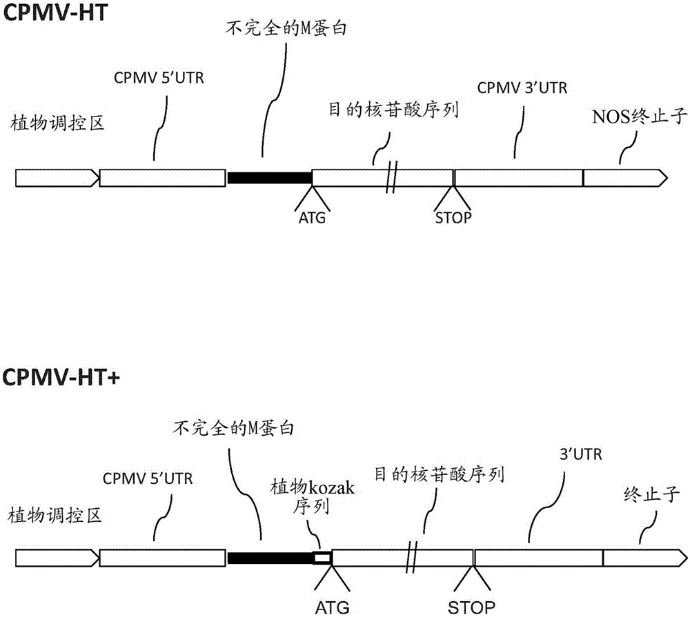 Modified CPMV enhancer elements