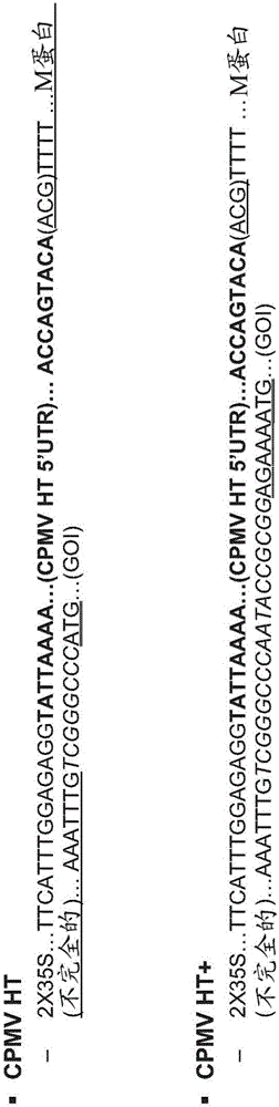 Modified CPMV enhancer elements