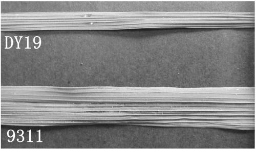 Molecular markers and application of the main gene loci for resistance to bacterial spot disease in rice