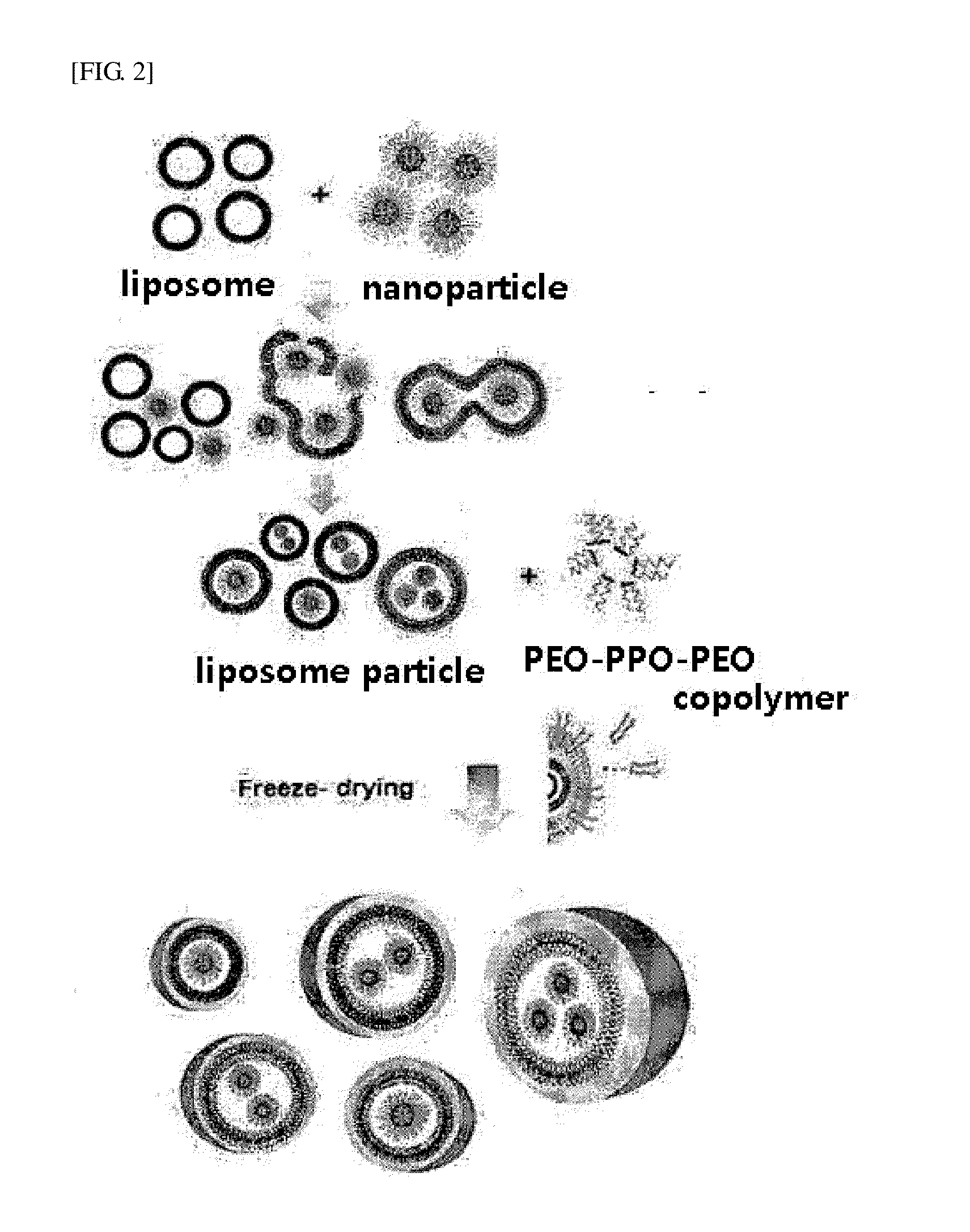 Biocompatible Particles and Method for Preparing Same