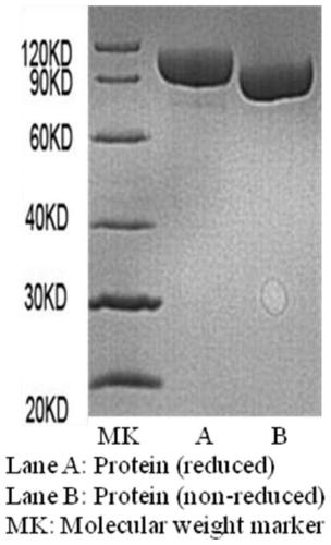 Fusion protein for EGFR+ tumors and application thereof