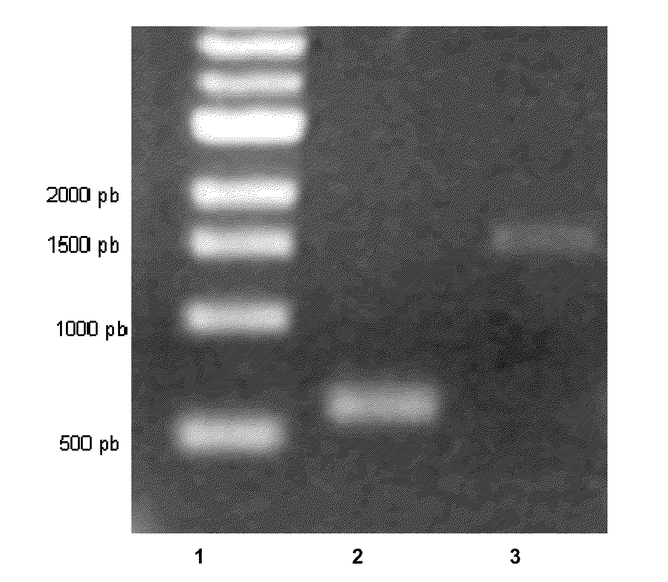 Process for the biological production of n-butanol with high yield