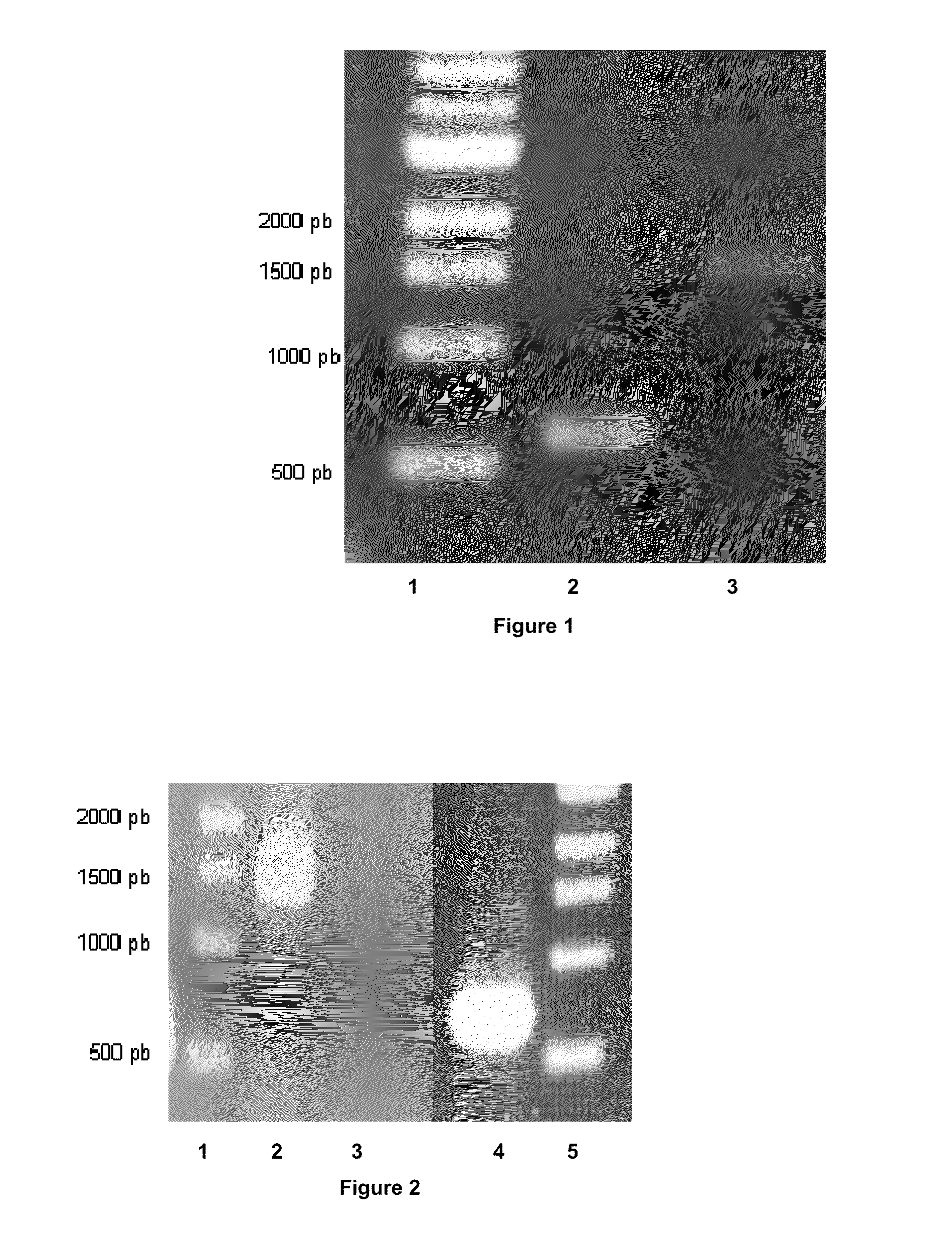 Process for the biological production of n-butanol with high yield