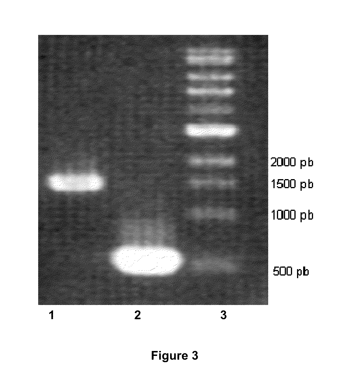 Process for the biological production of n-butanol with high yield