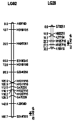 Group of laminaria japonica base morphology QTLs and breeding application thereof