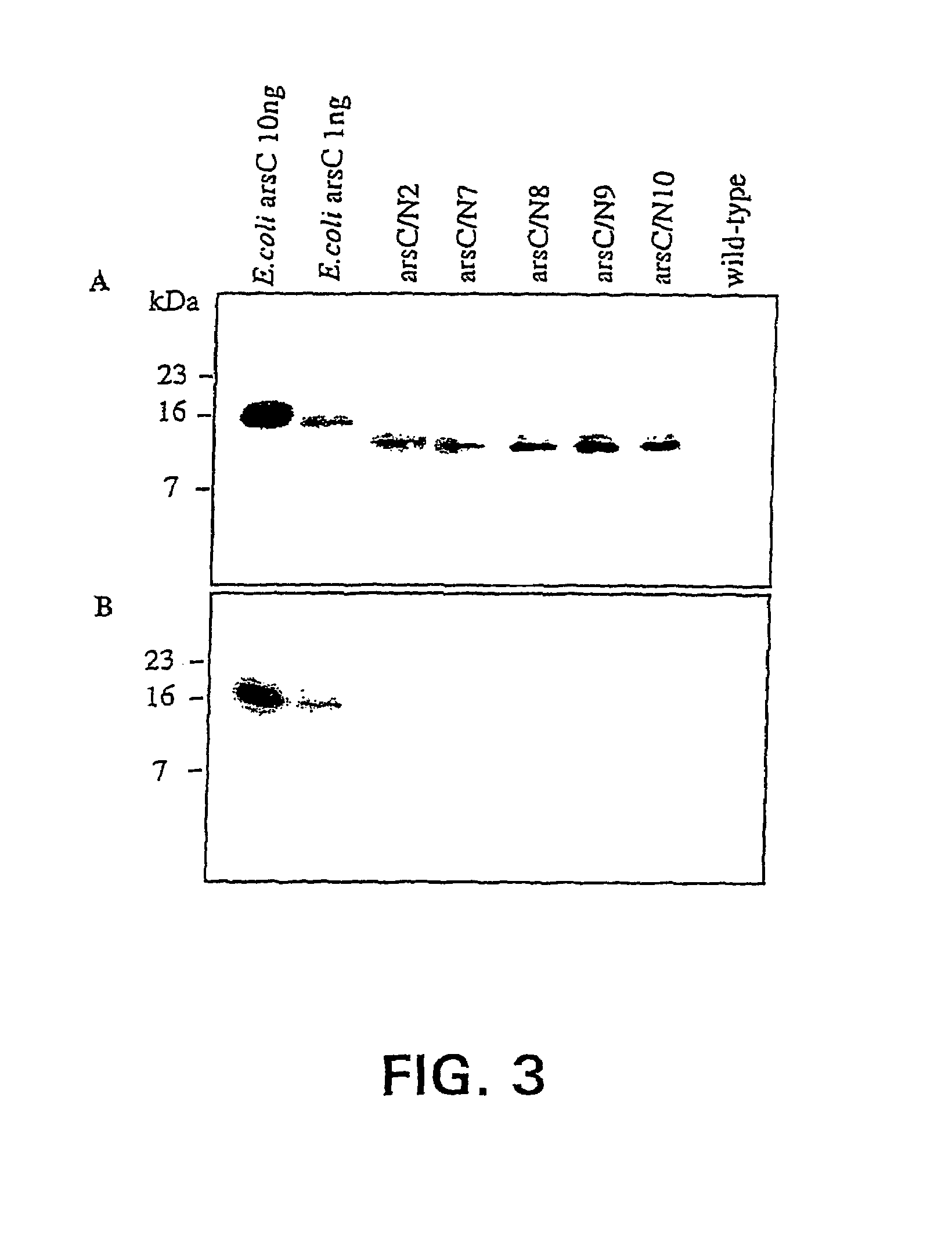 Metal resistant plants and phytoremediation of environmental contamination