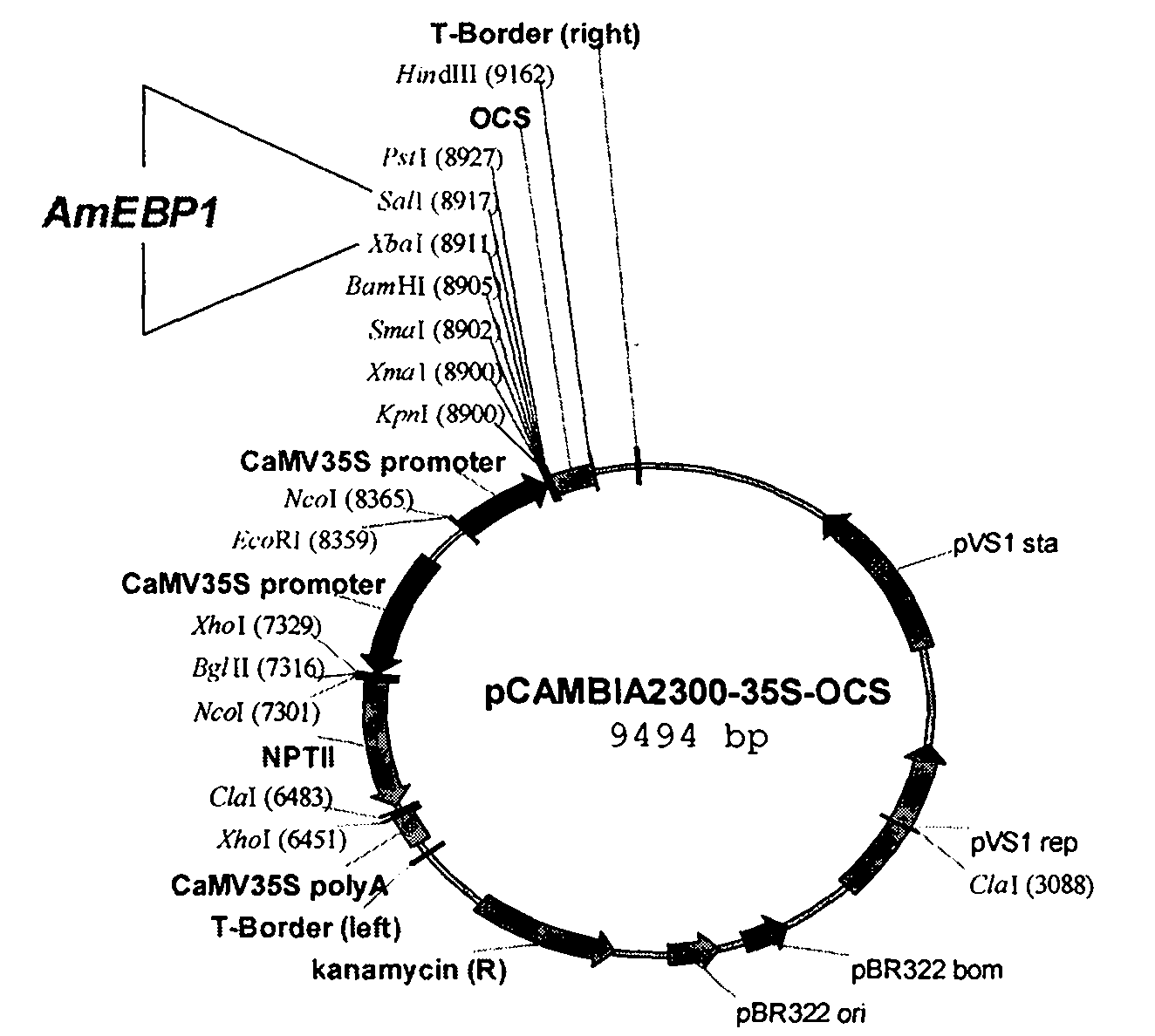 Ammopiptanthus mongolicus cold-resistant gene AmEBP1