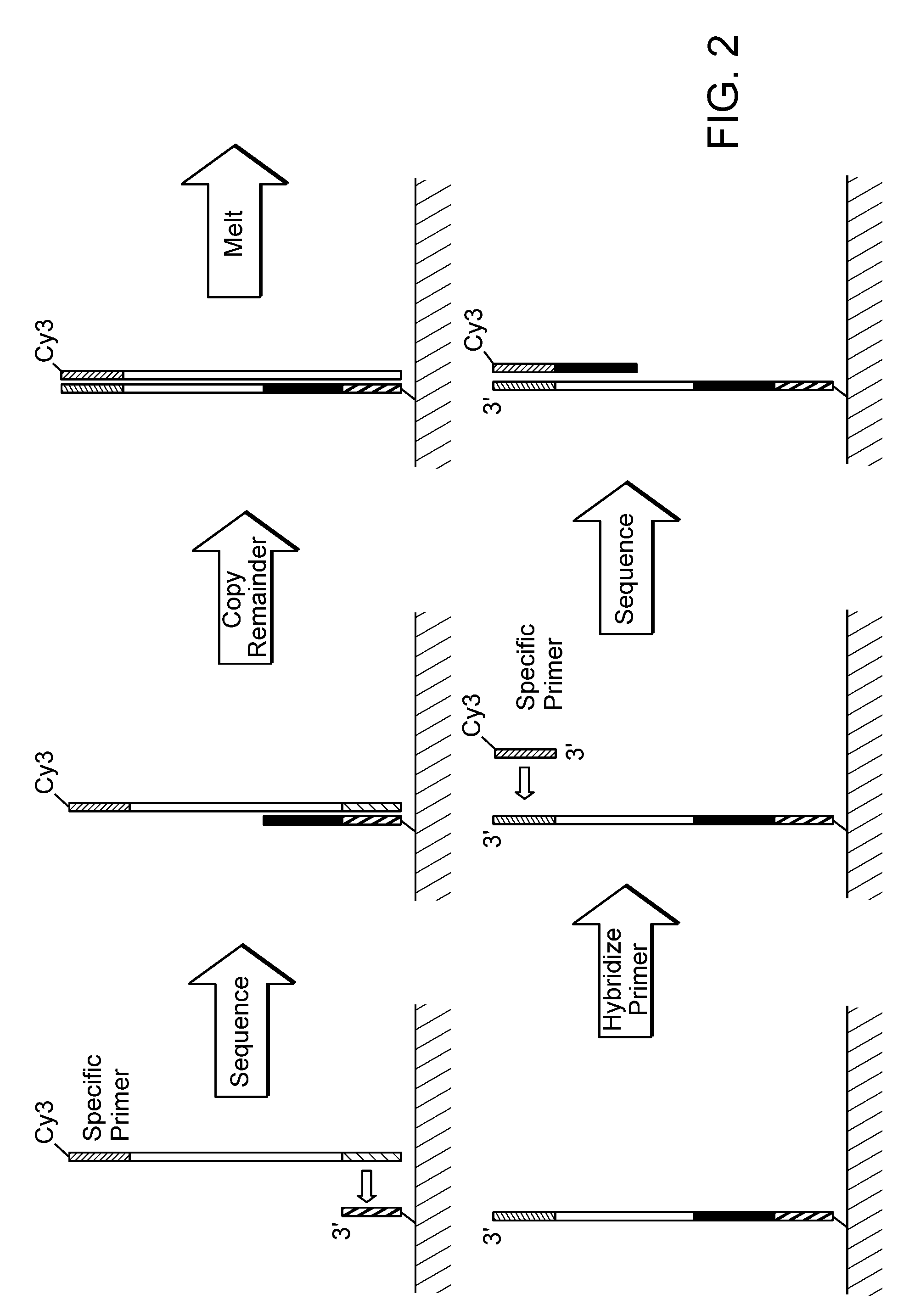 Paired-end reads in sequencing by synthesis