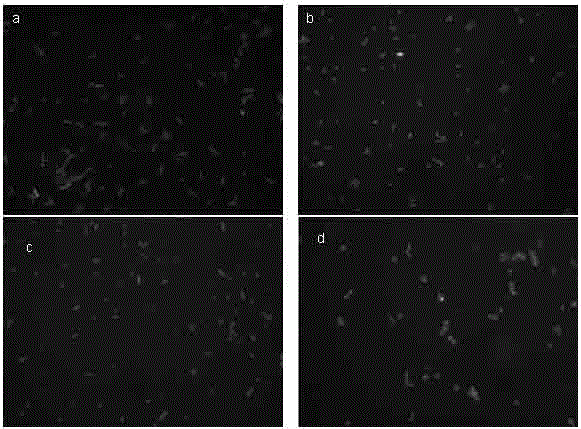 A quantitative detection method for living bacteria based on fish technology