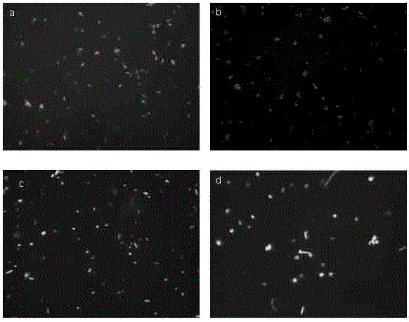 A quantitative detection method for living bacteria based on fish technology