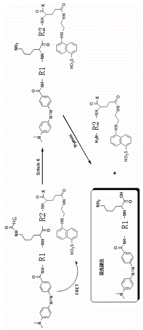 Active fluorescence detection method of anthropogenic silent information regulatory factor 6 (Sirtuin6)