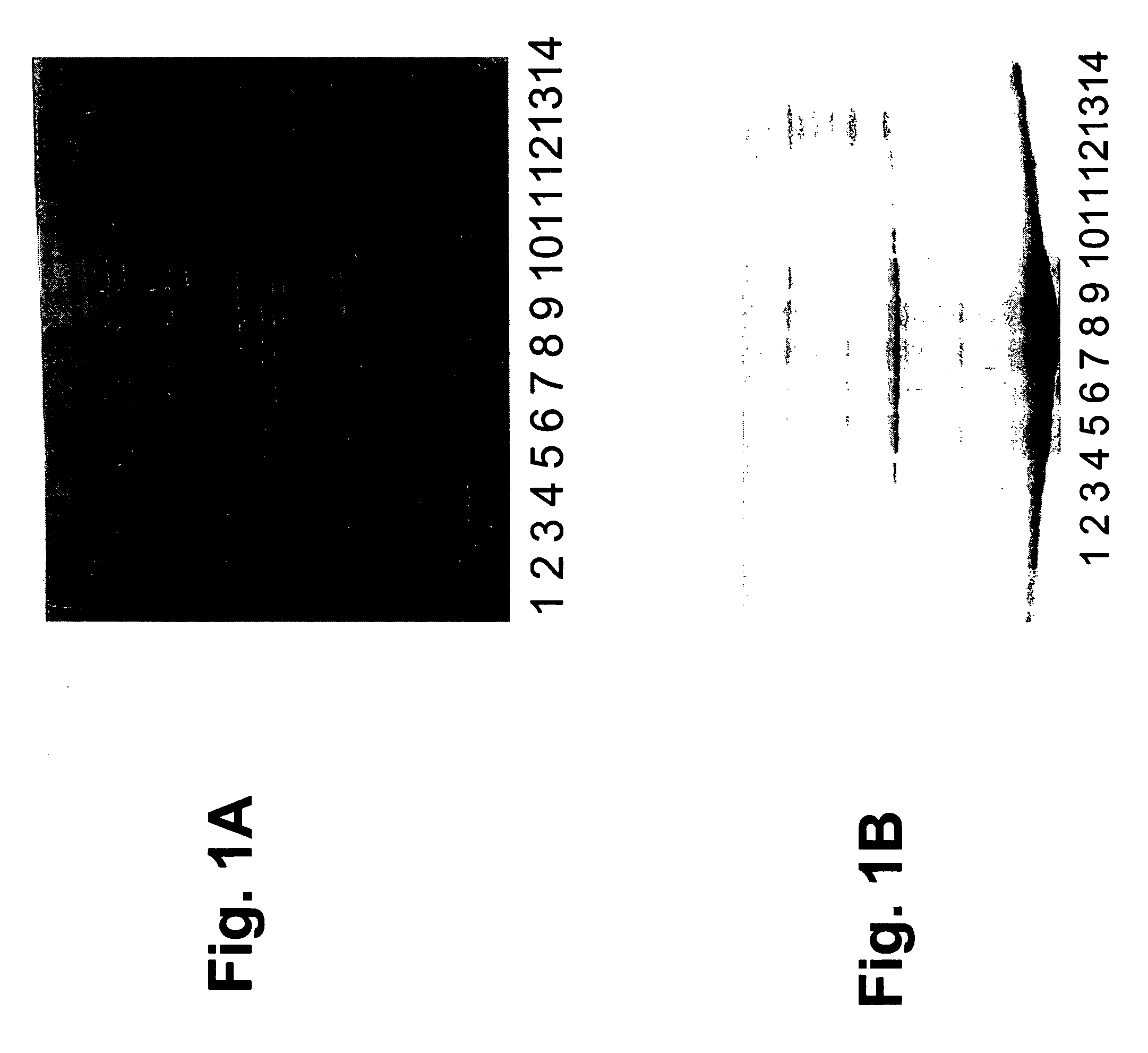 Molecular antigen arrays