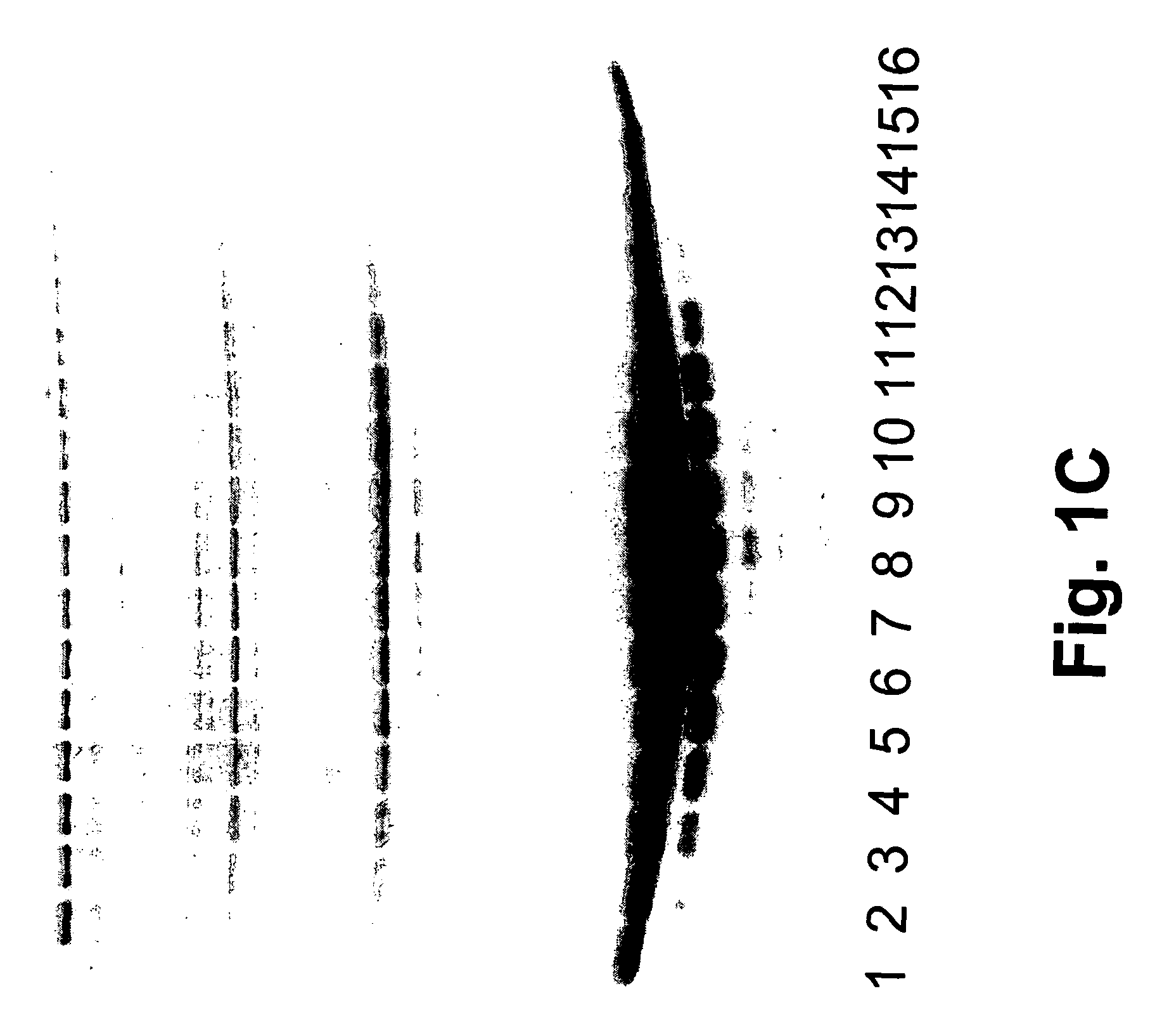 Molecular antigen arrays