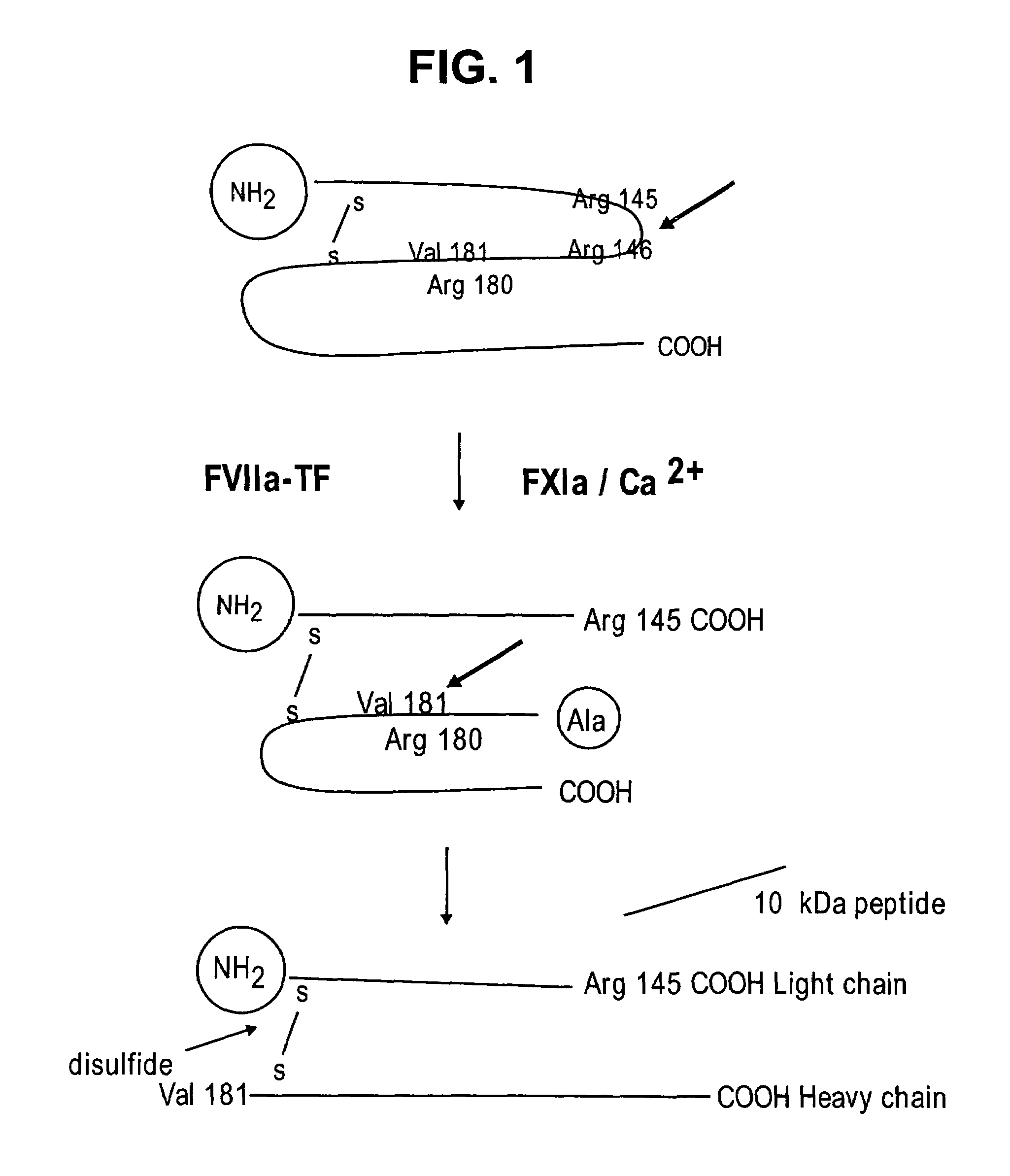 Factor IXa for the treatment of bleeding disorders