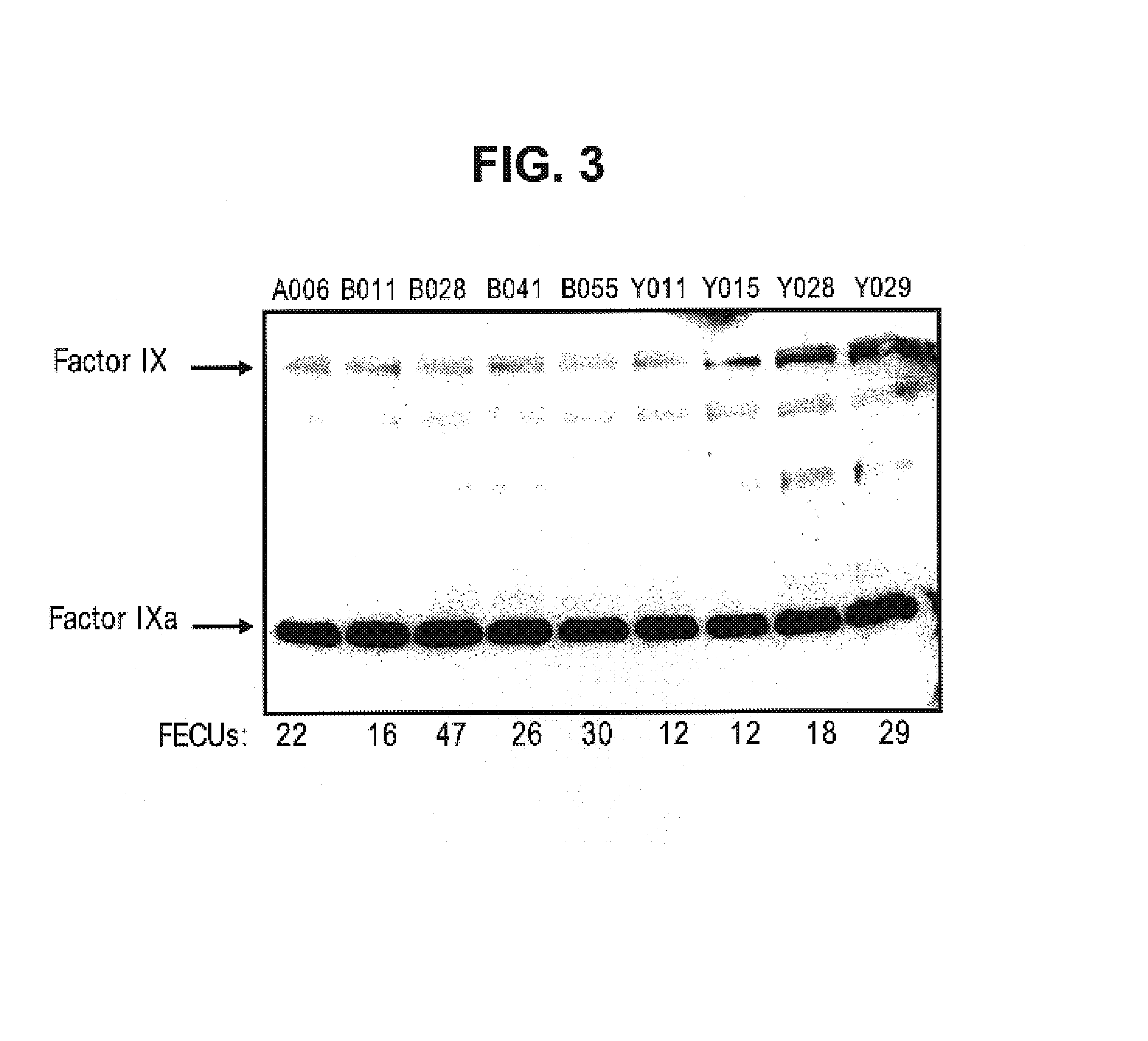 Factor IXa for the treatment of bleeding disorders