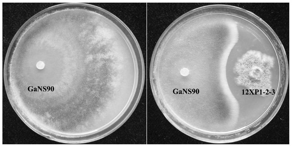 Application of chaetomium globosum in preventing and treating wheat take-all