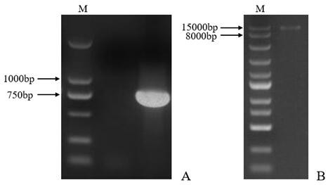 Lilium regale inducible promoter PG1 and application thereof